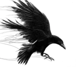Crimson Crow Studio