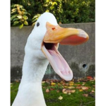 - Pekin Duck's -