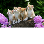 ♥♥Kitten Lovers♥♥