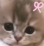 ~Hewokitty~