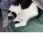 The cat is a cutest black and white cat
