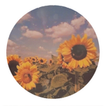 Sunflowers Academy