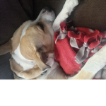 I got a a dog