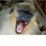 Monkeys evil Incorporated