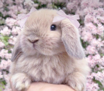 da bunny squad!