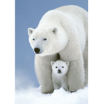 #poller Bear