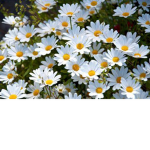 ~ daisy's ~