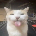 CatsRevolution