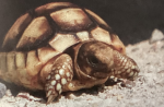 Join the group if turtles are the best!