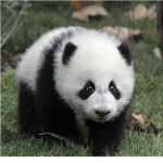 Panda worshipness c:<