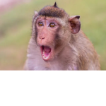 monkeymans clothing