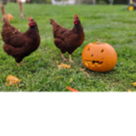 SAVE THE CHICKENS! DON'T GET CHICK FIL A!