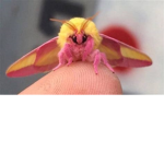 The happy moths