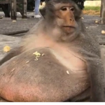Mankey Gangg