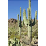 -Cactus Army-