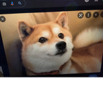 Imagine dogo
