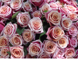 beautiful