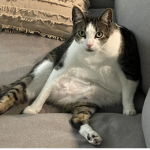Luna Fatness