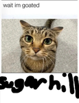 Sugarhill;