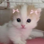 Minicquits