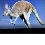 Kangaroo boxing champion squad
