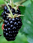 BlackBerry's Group