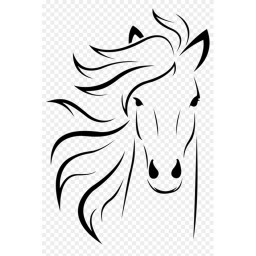 Horse Riding Academy!