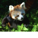 red panda is the best
