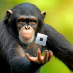 Unusual monkey studios
