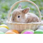We Love Bunnies Squad!