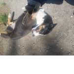 Come join dogs fanze