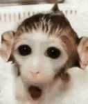 Orbyszz