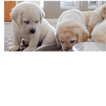 Dog army mush (new)