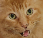 Idk why I made this group. I love cats