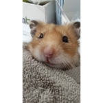 Blablaablla