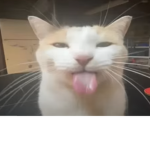 spagetti's empire