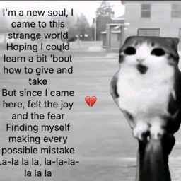 Meowl...