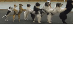 The barking bunch