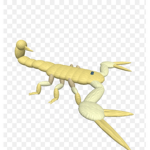 Scorpion united