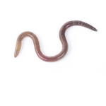 …Worm Army…