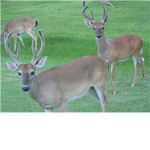 big deers