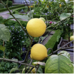 Lemon tart fans
