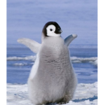 PENGUINS SLAY!!!!