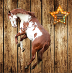 |+|Little wonders Stables|+|