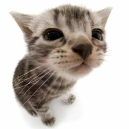 🐈