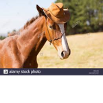 a horse man
