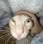 une patate kawaii