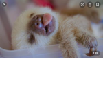 Sloths are good