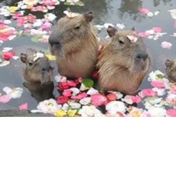 Capybara Forest :D