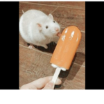 AestheticBella123
